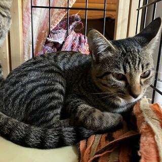 小さくて甘えん坊！翔吉くん