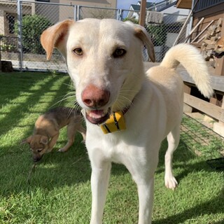 【ミックス犬】お茶目な女の子【里親募集中！】