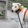 【ミックス犬】お茶目な女の子【里親募集中！】 サムネイル3