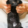 子猫　元気いっぱいな黒猫 サムネイル3