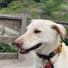 【ミックス犬】お茶目な女の子【里親募集中！】 サムネイル4