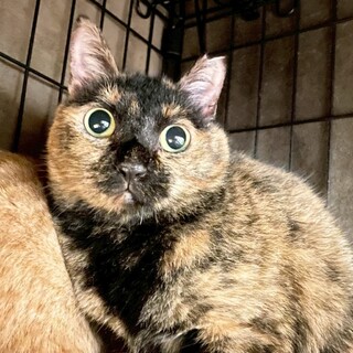 まんまるおめめの名月(なつき)ちゃん