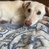 【ミックス犬】お茶目な女の子【里親募集中！】 サムネイル6