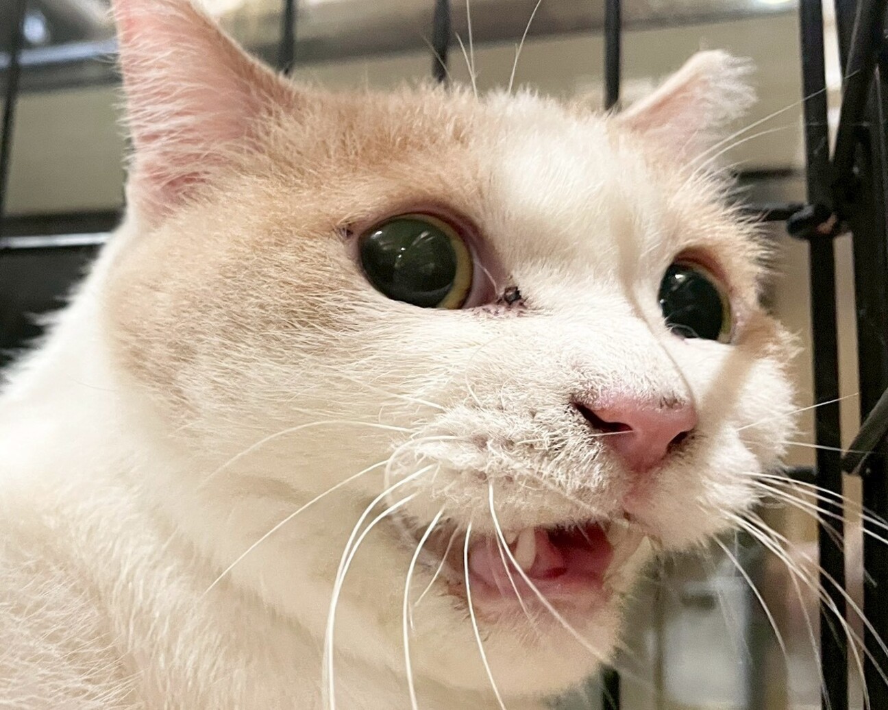 スコちゃんみたいな餡(あ」兵庫県 - 猫の里親募集(527725