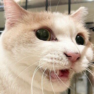 スコちゃんみたいな餡(あん)ちゃん