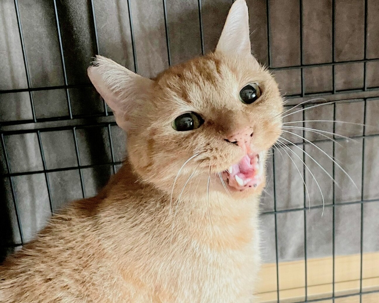 あの、最中くんって… サムネイル1