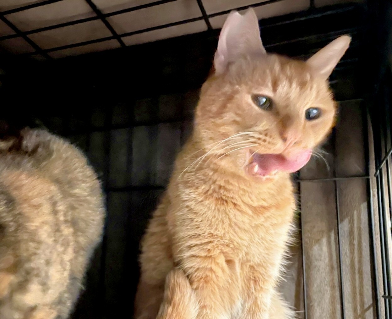 あの、最中くんって… サムネイル2