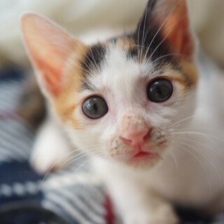 女の子だけどミケ太郎