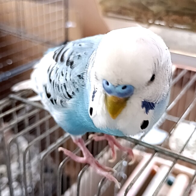 いんことりのカバー写真