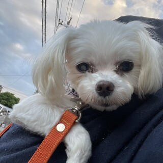 がんばって人慣れ練習中！マルチーズのりみちゃん