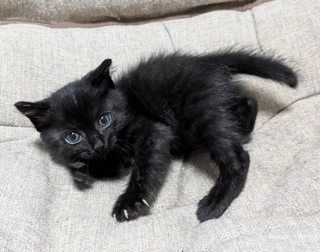 生後1ヶ月かわいい「マリオくん」 サムネイル2