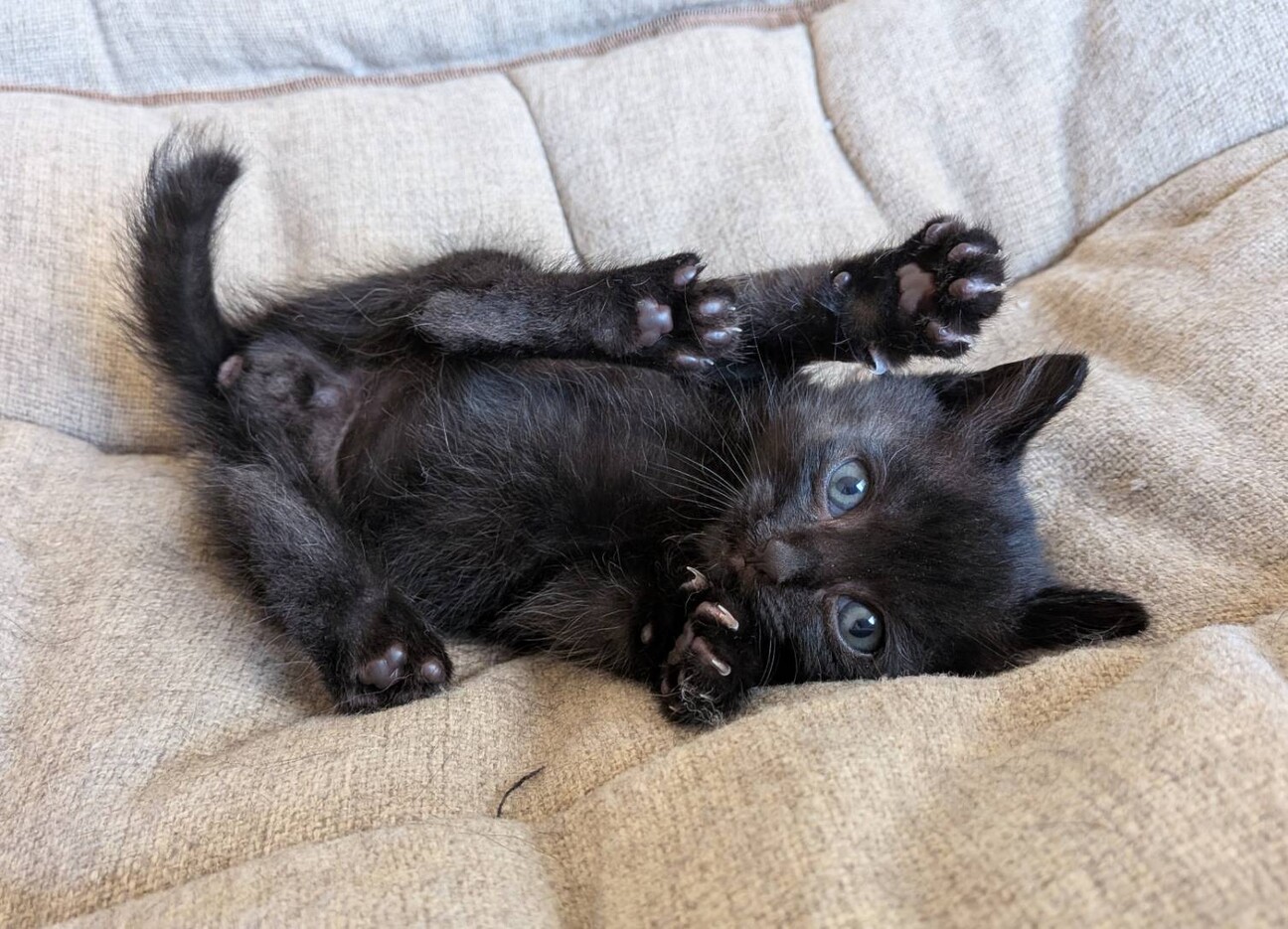 生後1ヶ月かわいい「マリオくん」 サムネイル4