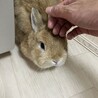 飼ってくれませんか。ネザーランド女の子 サムネイル5