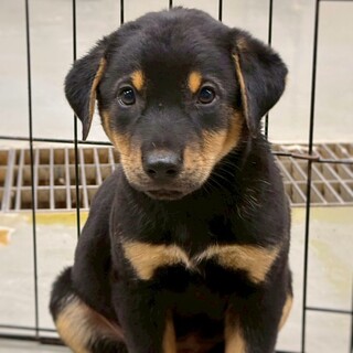 【相談中】かわいい黒茶子犬　つぐもくん　2ヶ月