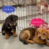 【相談中】かわいい黒茶子犬　つぐもくん　2ヶ月 サムネイル4