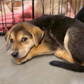 【相談中】かわいい富士額子犬　くすのきくん　2ヶ月