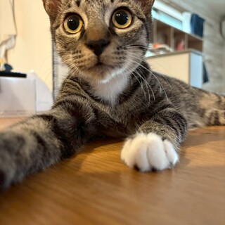 靴下かわいいフォルテくん