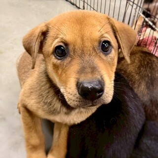 かわいい茶色子犬　とみふさくん　2ヶ月