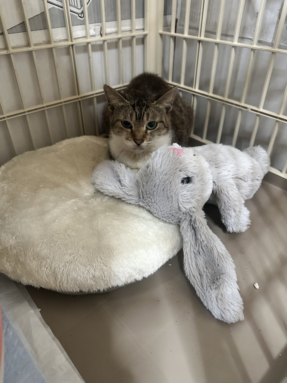 とっても甘えん坊でかわいい女の子6ヶ月　現在偽陽性 サムネイル3