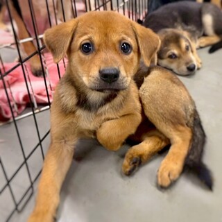 【相談中】かわいい茶色子犬　れいげつちゃん　2ヶ月