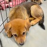【相談中】かわいい茶色子犬　れいげつちゃん　2ヶ月 サムネイル2