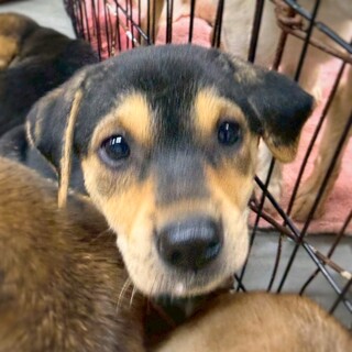 かわいい黒茶子犬　すずかぜちゃん　2ヶ月