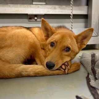 伸びしろたっぷり！　主馬(シュメ)くん　5-6ヶ月