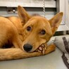 伸びしろたっぷり！　主馬(シュメ)くん　5-6ヶ月 サムネイル2
