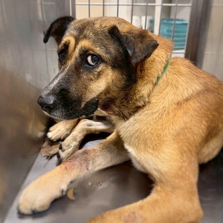 かっこいい野犬男子　薬研(やげん)くん　2-3歳