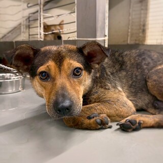 優しいまなざしの　ダンノくん　4-5歳