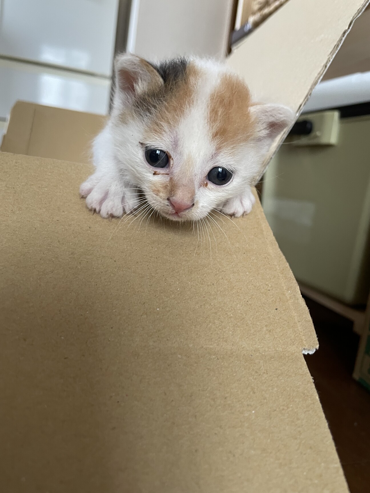 ふんばり親子猫　三毛猫 三毛で産まれて2〜3週間」福島県 - 猫の里親募集(527756