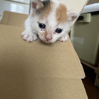 三毛で産まれて２〜3週間程度かと、、可愛いです＾＾