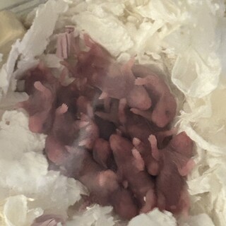 ゴールデンハムスターの赤ちゃん2匹