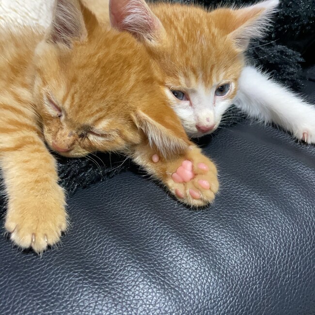 瑠藍のカバー写真