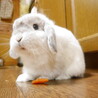 わんちゅく