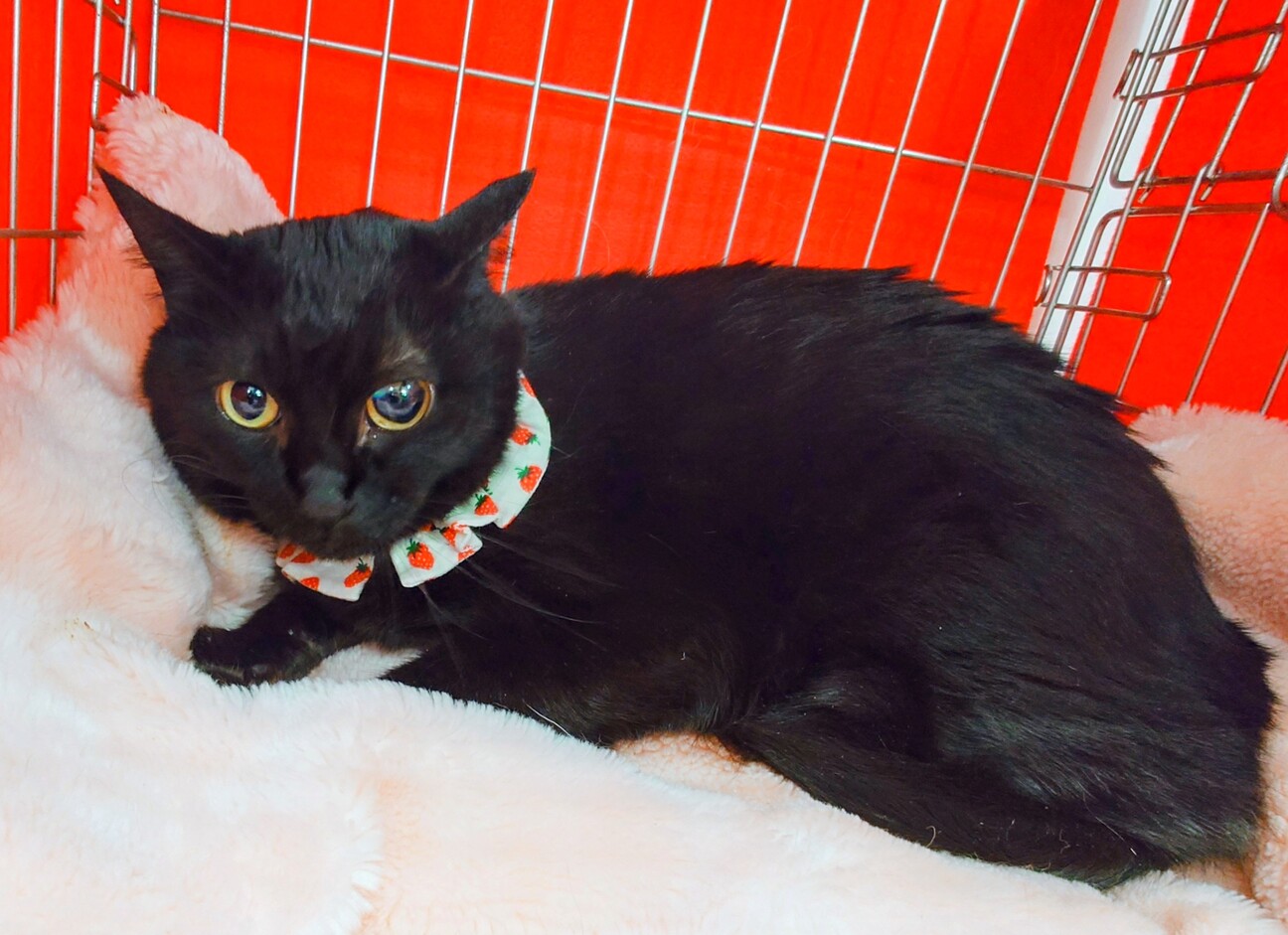 ふくよかで可愛い黒猫のクロミちゃん♥️の写真