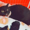 ふくよかで可愛い黒猫のクロミちゃん♥️ サムネイル5