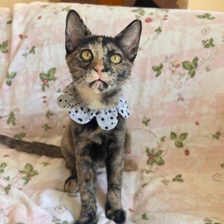 【10/19東銀座】うぃんちゃん★5ヵ月♪