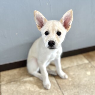 推定2025年7月生 薄茶︎︎ ♀いろはちゃん♡