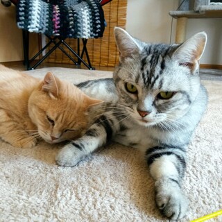 仲良しアメショー2匹の里親募集