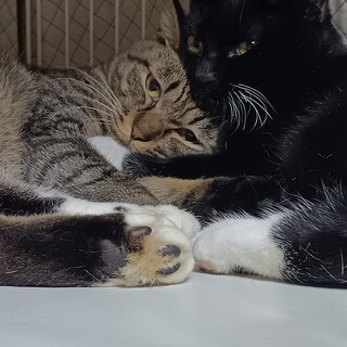 おとなしいキジシロ君