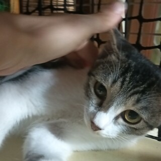 不器用な性格。可愛いお顔のサバ白女の子 4ヶ月半