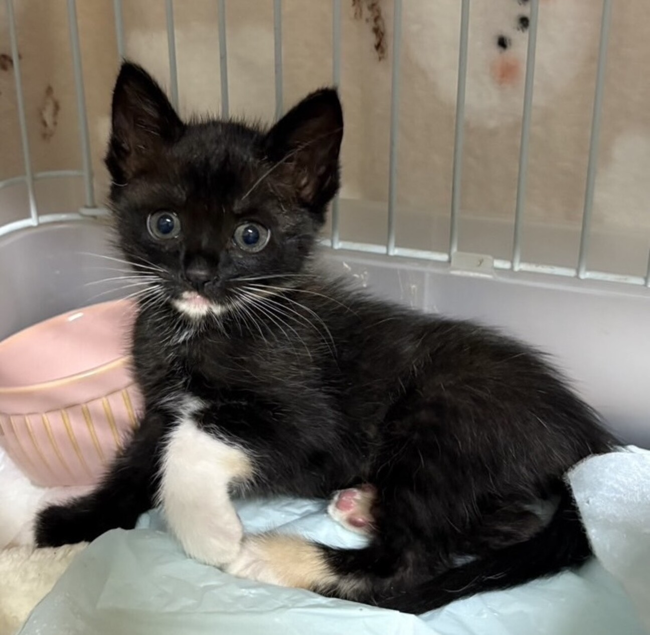 レア柄！こう見えて三毛ち」東京都 - 猫の里親募集(527758