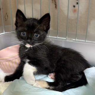 レア柄！こう見えて三毛ちゃん笑約1ヶ月