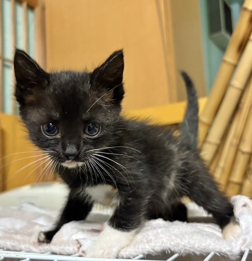 レア柄！こう見えて三毛ち」東京都 - 猫の里親募集(527758) 6枚目の