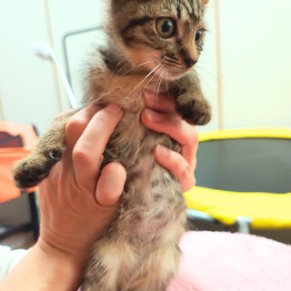 ぱっちりお目目のおっとりキジトラちゃん