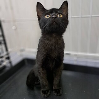 おしとやかな美男、ハンサム黒くん