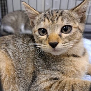 垂れ目がかわいい 甘えん坊コムギちゃん