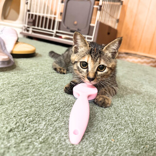 元気一杯！人が大好き、甘えん坊のオオムギちゃん