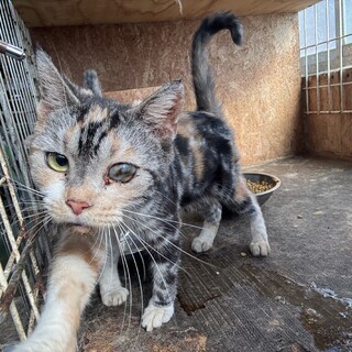 【緊急募集】メスのスコティッシュ　凄い甘えん坊